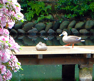 松泉湖庭園 イメージ