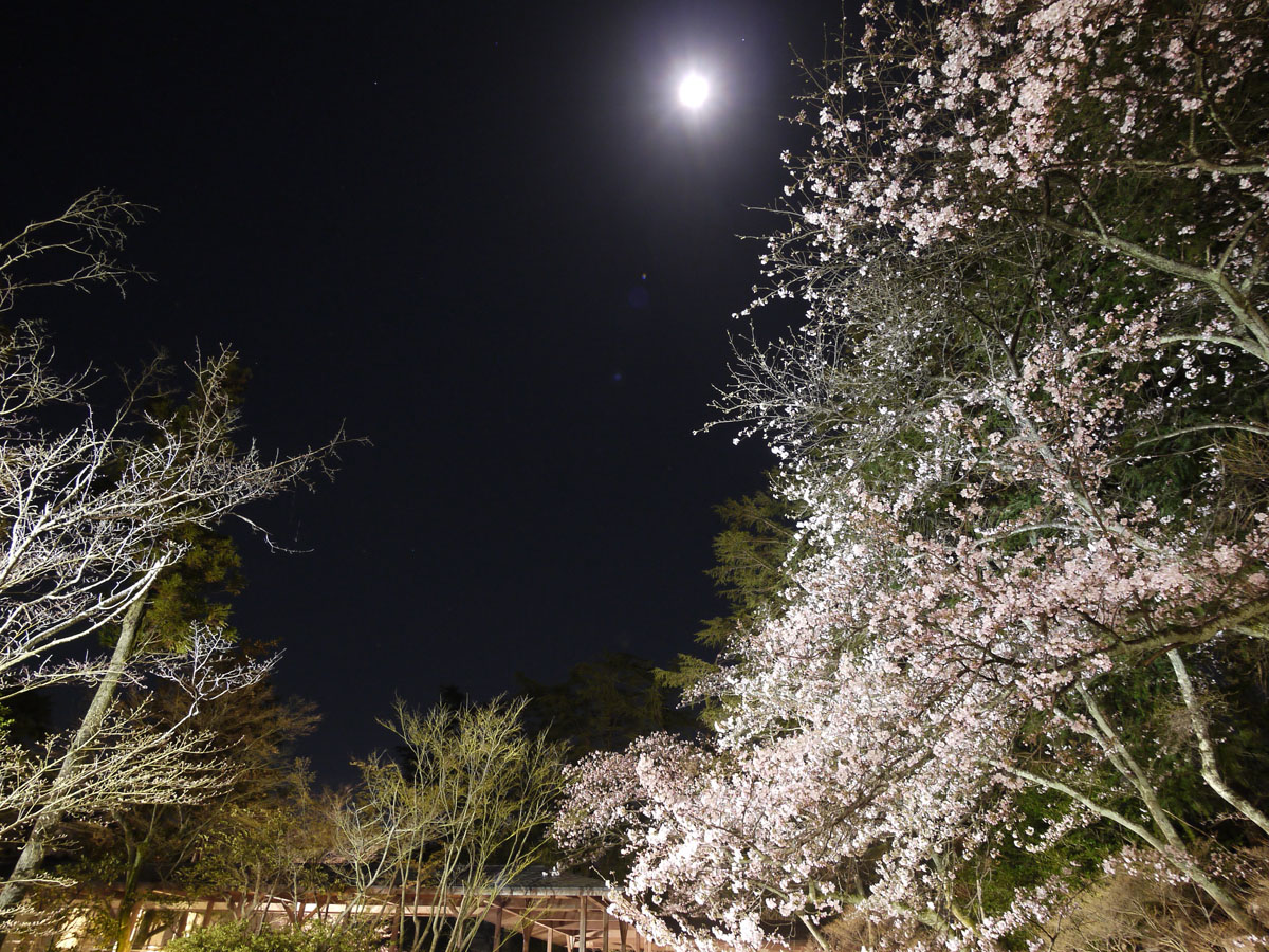 夜桜_1170797