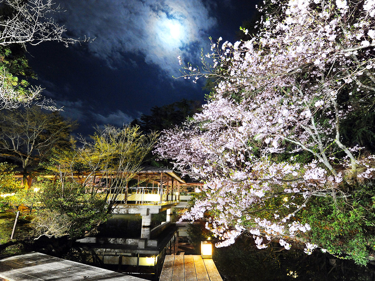 夜桜0DSC_6790_1200
