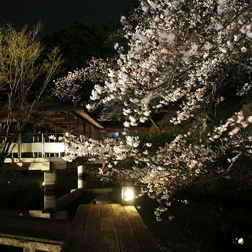 夜桜IMG_4079_350