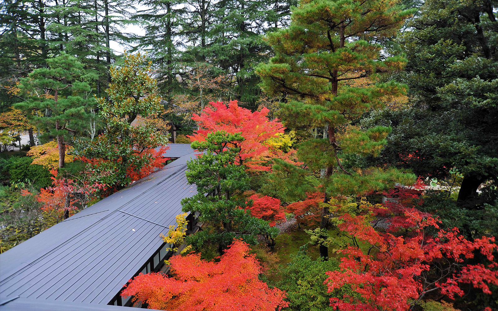 「秋」庭園紅葉