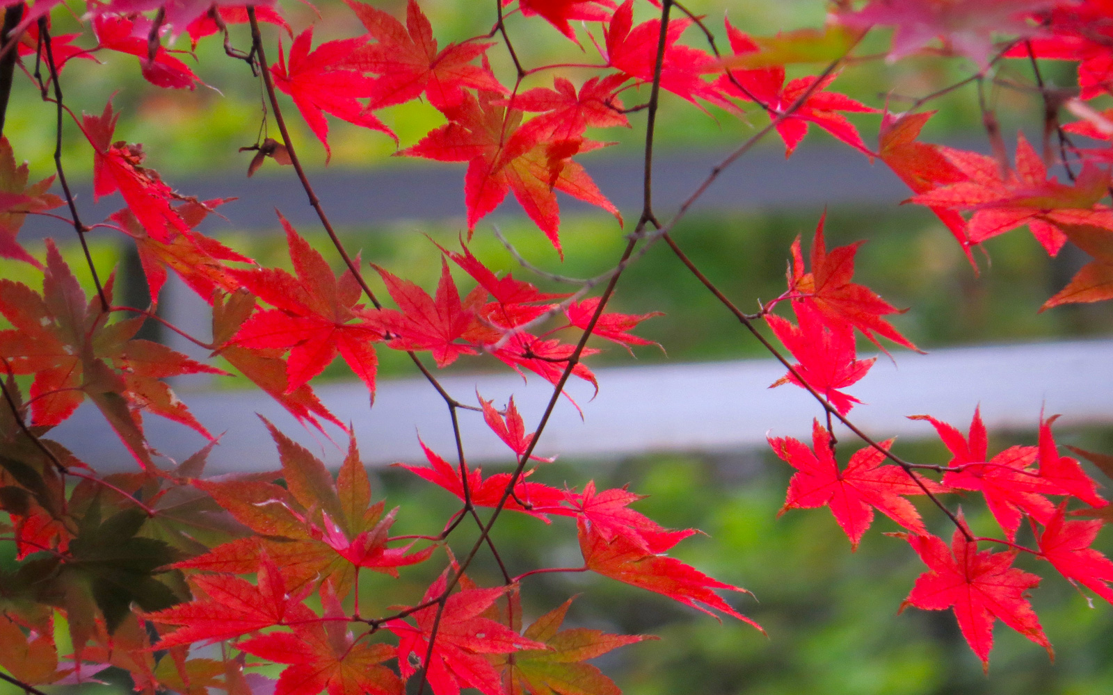 「秋」庭園の紅葉1