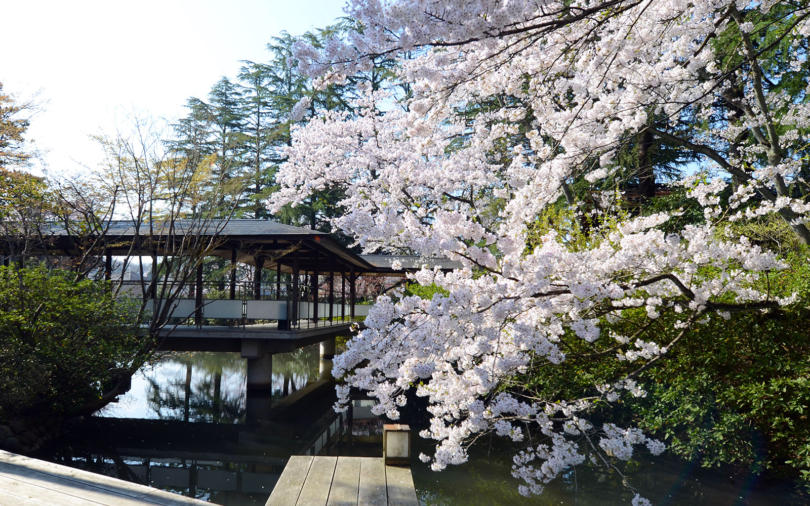 「春」庭園桜